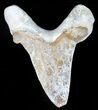 Auriculatus Shark Tooth - Dakhla, Morocco (Repaired) #58423-2